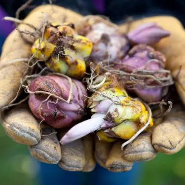 Lægning af blomsterløg og -knolde. Hvordan og hvornår?